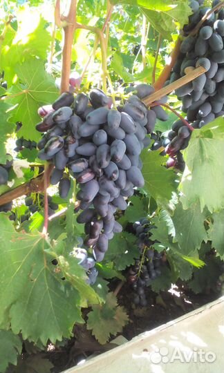Виноград саженцы