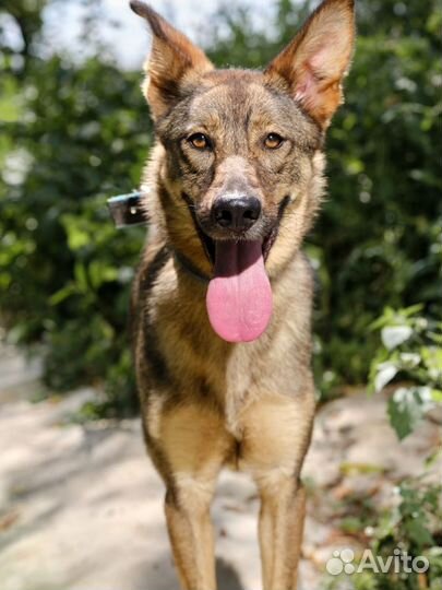 Собака из приюта в добрые руки