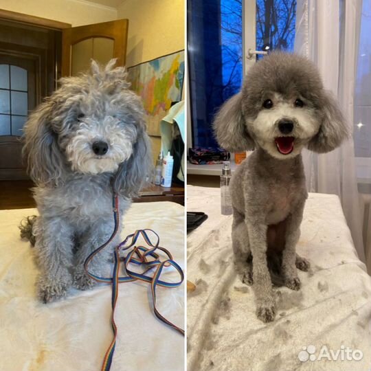 Грумер стрижка собак с выездом на дом