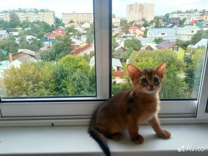 Абиссинский котёнок (мальчик)