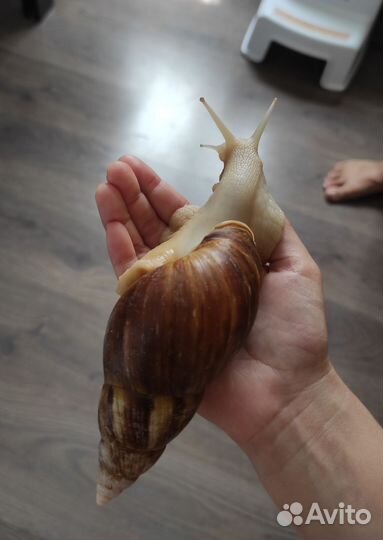 Улитки ахатины, улитята в добрые руки