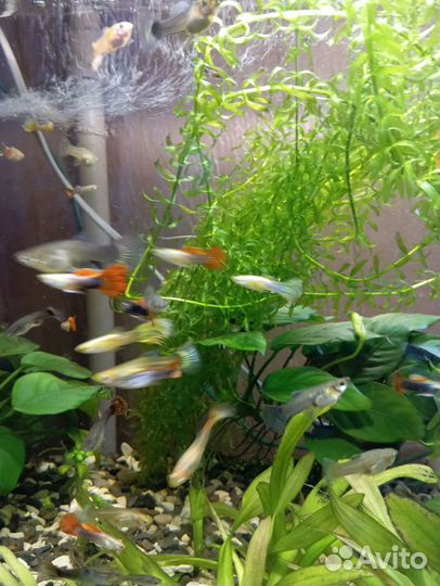 Рыбки гуппи, сомики анциструсы