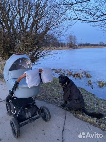 Коляска bebetto luca pro