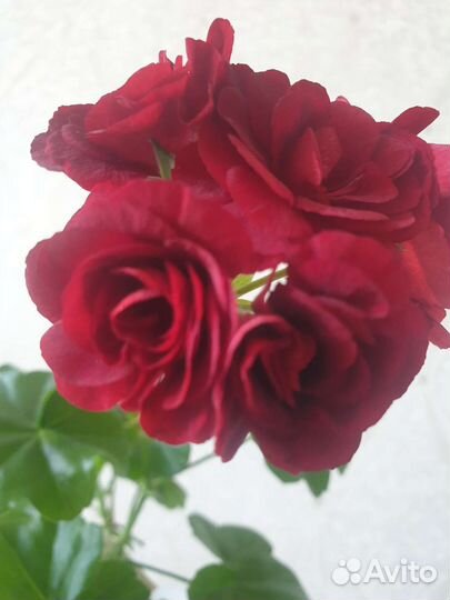 Плющелистная пеларгония