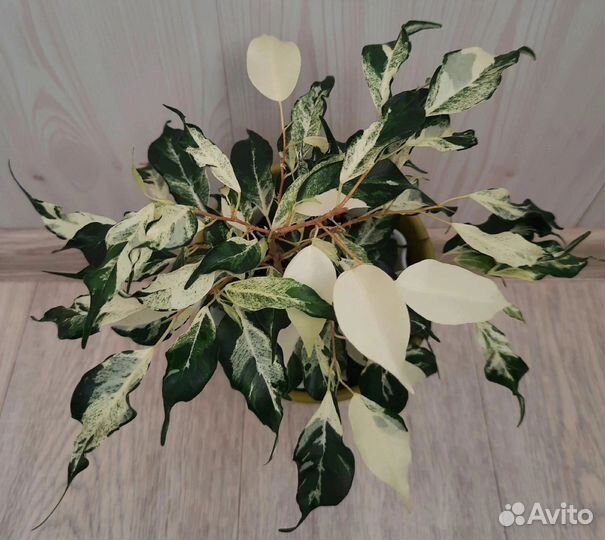 Фикус Elastica Shivereana