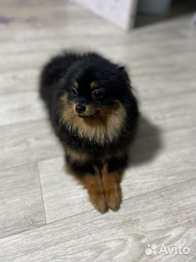 Померанский шпиц мини