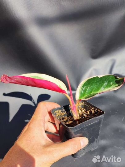 Строманта триколор, детки