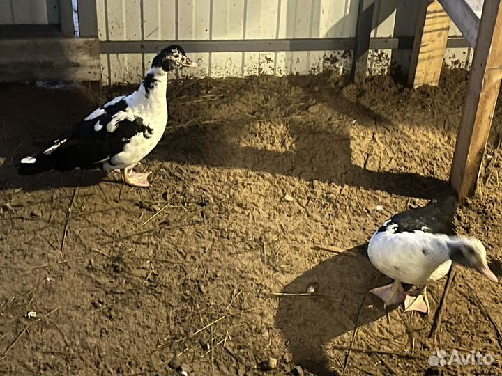 Мускусные утки