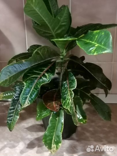 Кротон кодиеум