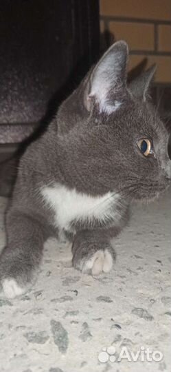 Нашёлся котёнок