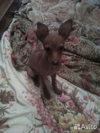 Вязка кабель левретка