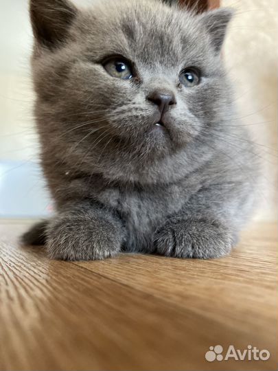 Британская кошка