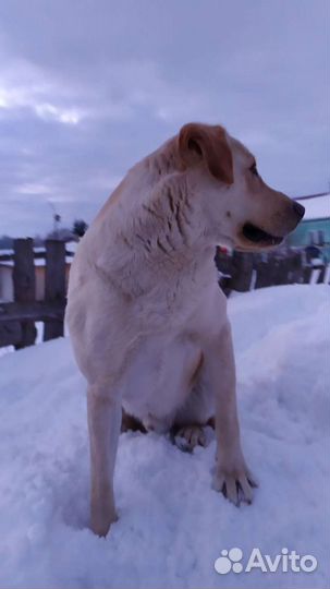 Кобель лабрадора вязка