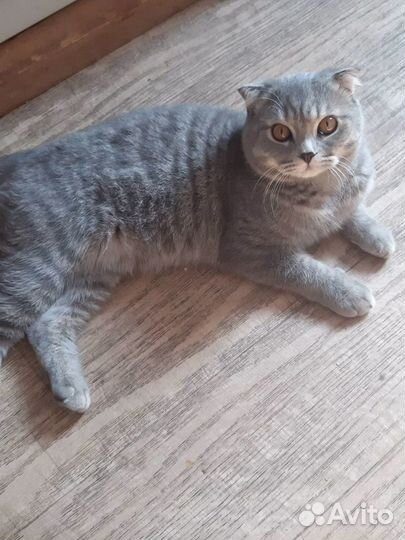 Британский кот на вязку