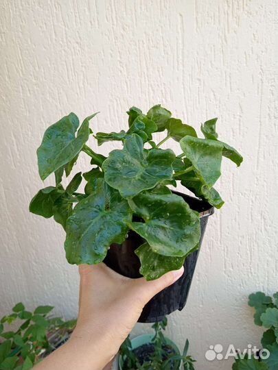 Филодендрон Атом