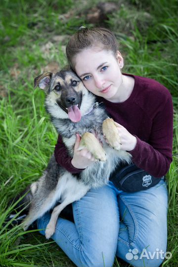 Небольшая собачка в дар