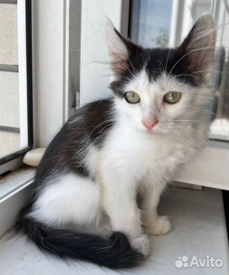 Котятя ручные