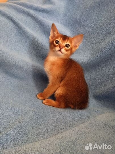 Абиссинские котята