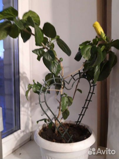 Комнатные цветы