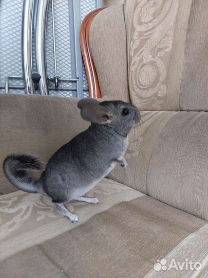 Шиншилла мальчик