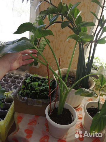 Комнатные цветы