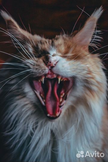 Передержка собак / Зооняня / Выезд / Выгул