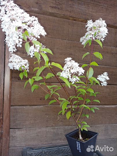 Гортензия метельчатая