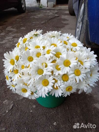 Продам белые садовые и полевые ромашки