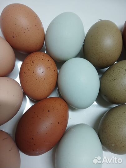 Яйца кур цветные на инкубацию