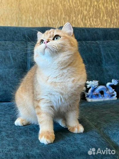 Золотые производители ny12 ay12