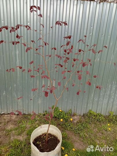 Фундук краснолистный районированый