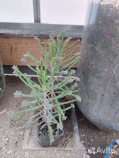 Каланхоэ трубкоцветковое