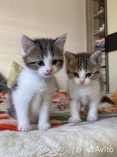 Котята бесплатно