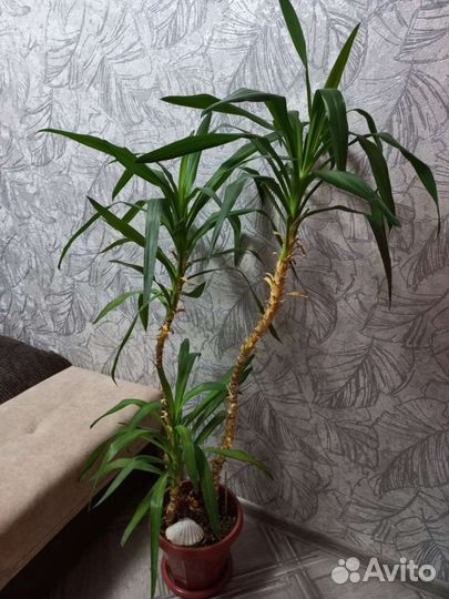 Пальма Юкка домашняя