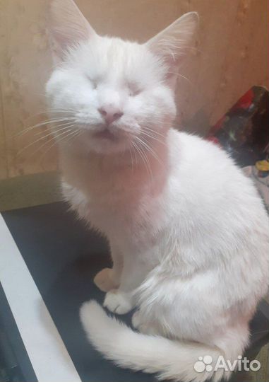 Слепой котик Барсик