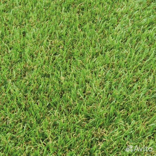 Семена газонной травы