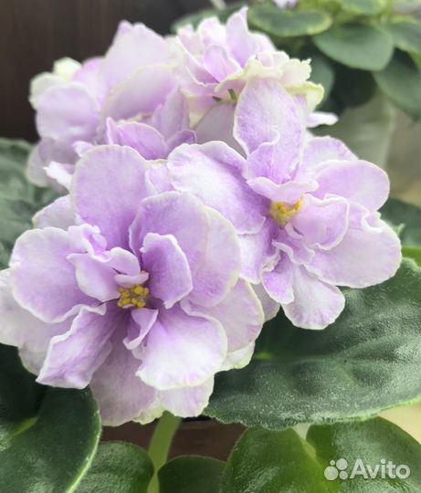 Сортовые фиалки