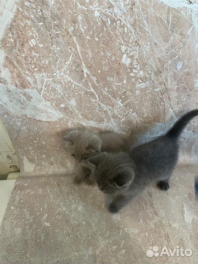 Британские котята