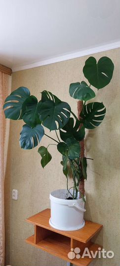 Комнатные растения цветы большие