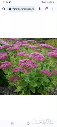 Пионы крупные