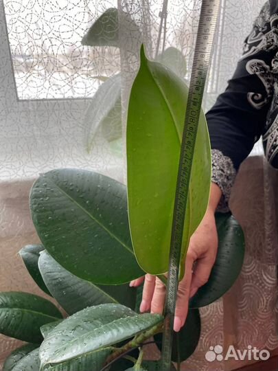 Фикус каучуковый