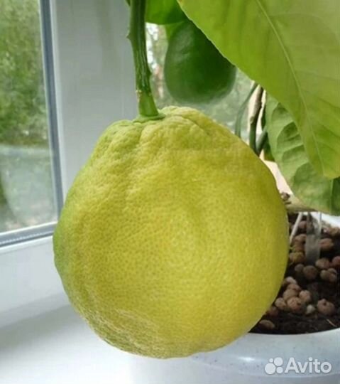 Лимон Пандероза