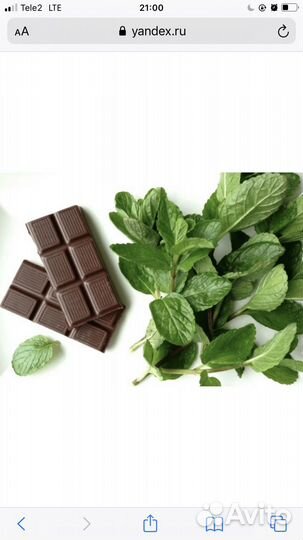 Мята шоколадная