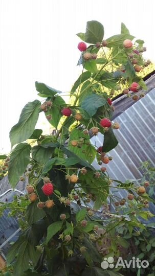 Малина,клубника,ежевика