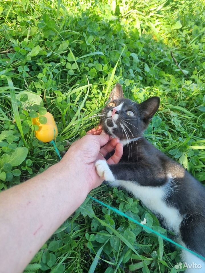 Черно белый котенок мальчик