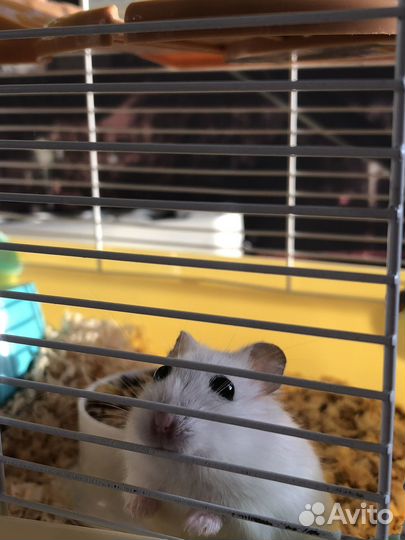 Джунгарский хомяк с клеткой бесплатно бронь