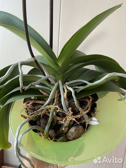 Орхидея фаленопсис