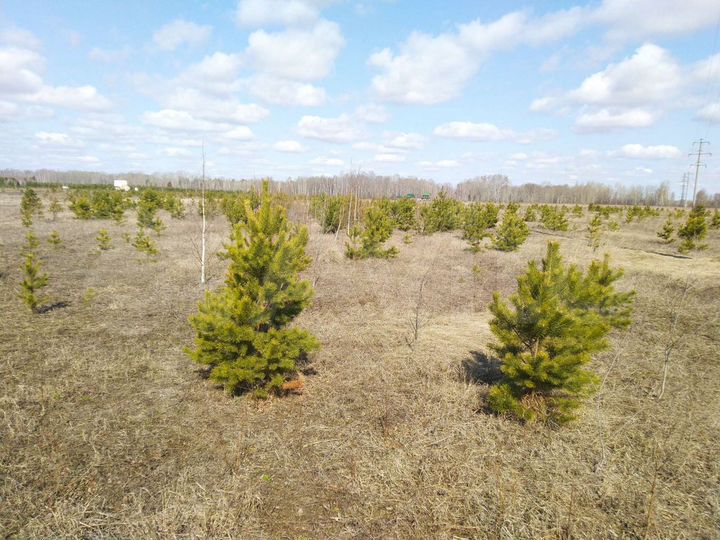 Участок 24 га (СНТ, ДНП)