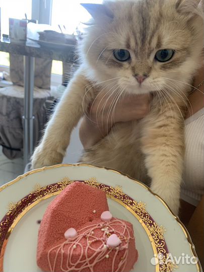 Британская золотая шиншилла.Кот для вязки