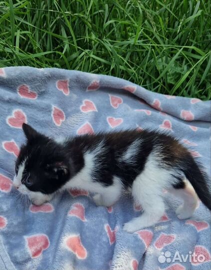 Малышка Куки ищет дом котенок в дар